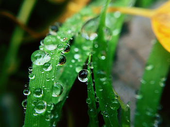 Close-up of raindrops on leaves