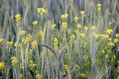 Close-up of yellow flowering plants on field