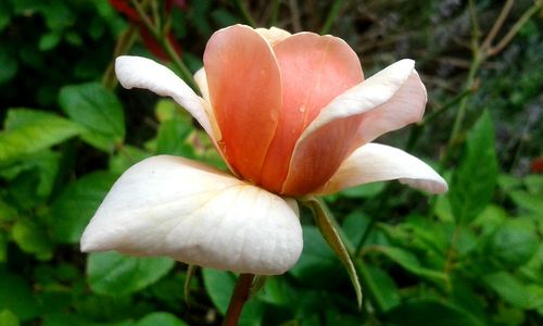 Close-up of pink flowers blooming outdoors