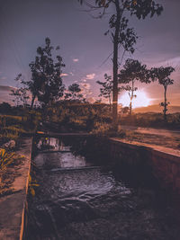 Plants by bridge against sky during sunset