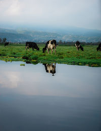 Cows grazing in a lake