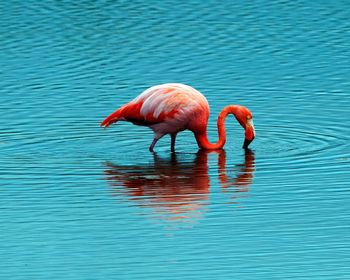 Bird drinking water in a lake