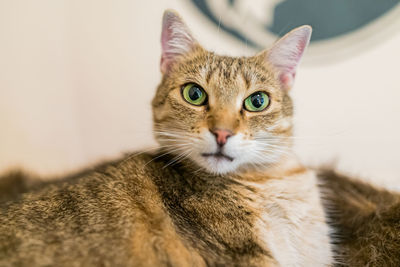 Cat looking at camera on fluffy cat bed, selective focus