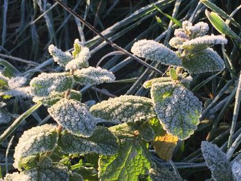 Close-up of fresh cactus plants