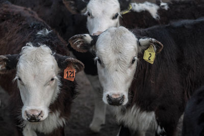 Hereford calves