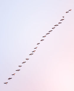 Low angle view of birds flying against clear sky