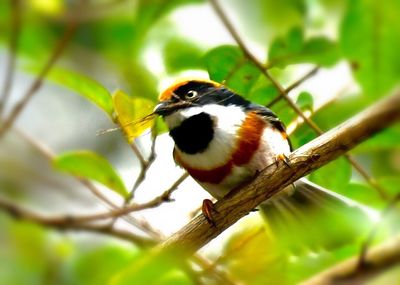 Close-up of bird perching on tree