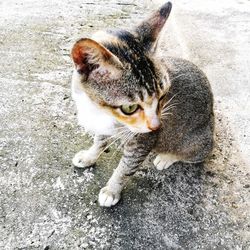 Portrait of cat sitting outdoors