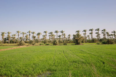 Scenic view of agricultural field against clear sky