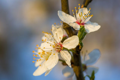 Close-up of white cherry blossoms