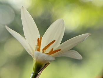 Close-up of white flowering plant