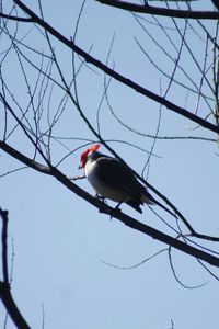 Low angle view of bird perching on cable against sky