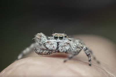 Jumping spider ready to hunt its prey