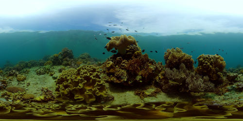 Reef underwater tropical coral garden. underwater sea fish. philippines. 360 panorama vr