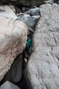 High angle view of insect on rock