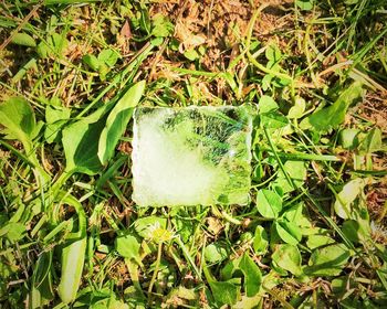 Plant growing on grassy field