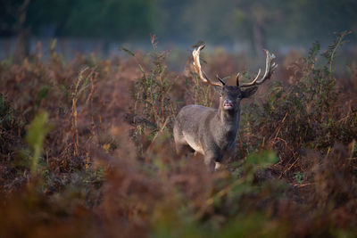 Deer in a field