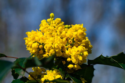 Close-up of yellow flowering plant