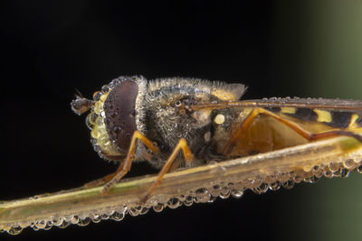 Close-up of bee over black background