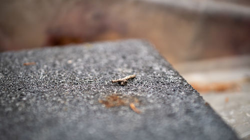 Close-up of lizard on wall