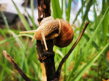 Close-up of snail on tree