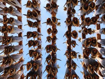 Low angle view of hanging dried fish