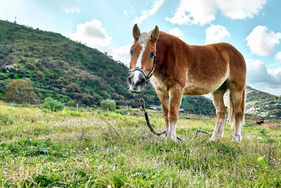 Brown horse grazing grass in a pasture. portrait of mare eating in meadow in mountain landscape.