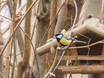 Close-up of bird perching on branch