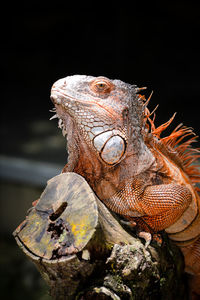 Close-up of iguana