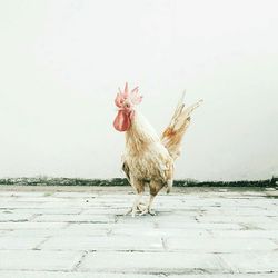 Close-up of rooster standing against sky