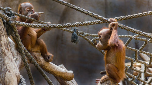 Close-up of monkey on rope in zoo