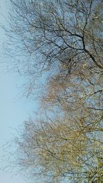 Low angle view of bare tree against clear sky