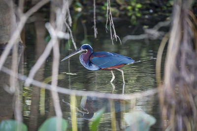 Close-up of bird in lake