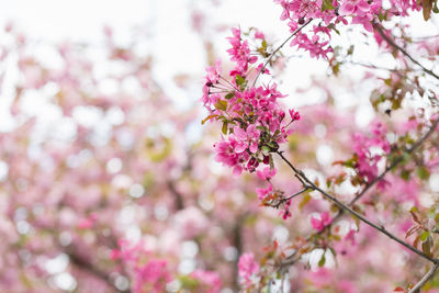 Blooming branches malus floribunda or japanese flowering crab apple and sky. spring background