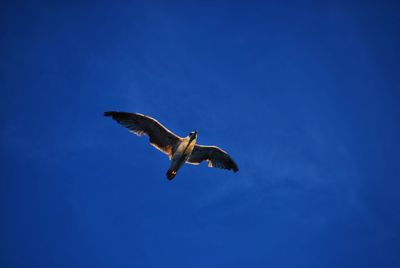Low angle view of bird flying against clear sky