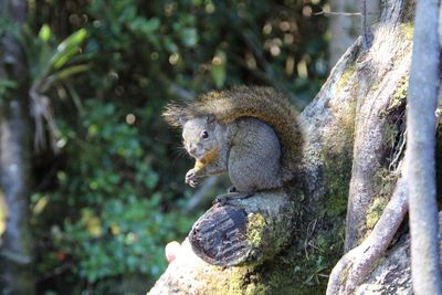 Close-up of squirrel on tree trunk