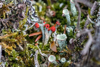 Close-up of plants on fallen tree