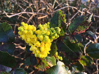 Close-up of yellow flowering plant leaves