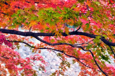 Low angle view of maple leaves on tree