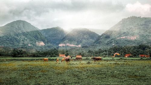 View of sheep on field against sky