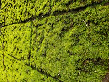 High angle view of moss growing on field