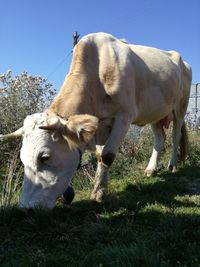 Cow grazing on field against clear sky