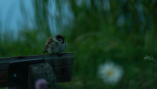 Close-up of bird perching on wood