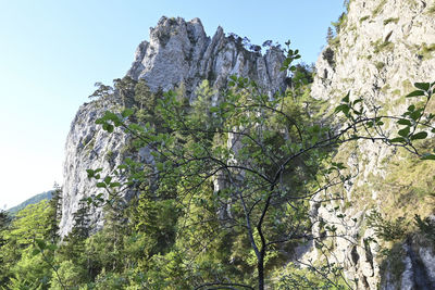 Low angle view of plants growing on rock against sky