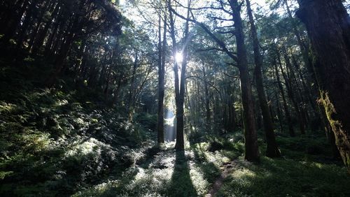 Sunlight streaming through trees in forest