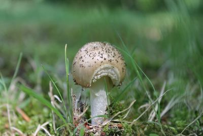 Close-up of plant growing on grassy field