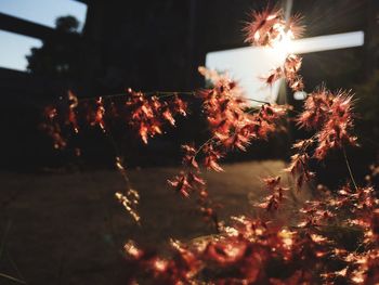 Low angle view of illuminated christmas tree at night