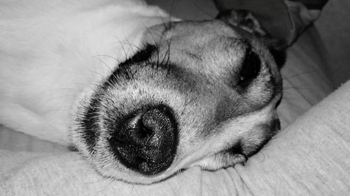 Close-up of dog sleeping on bed at home