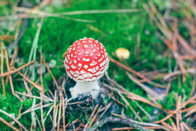 fungus