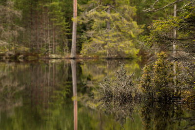 Scenic view of lake in forest